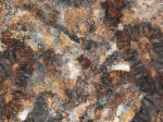 37 Столешница Мираж 600*3000*38 Скиф 37 Столешница Мираж 600*3000*38 Скиф